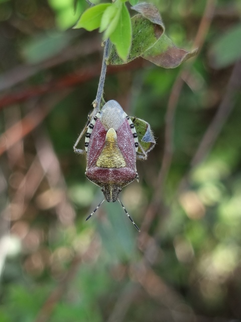 Dolycoris baccarum - közönséges bogyómászó-poloska