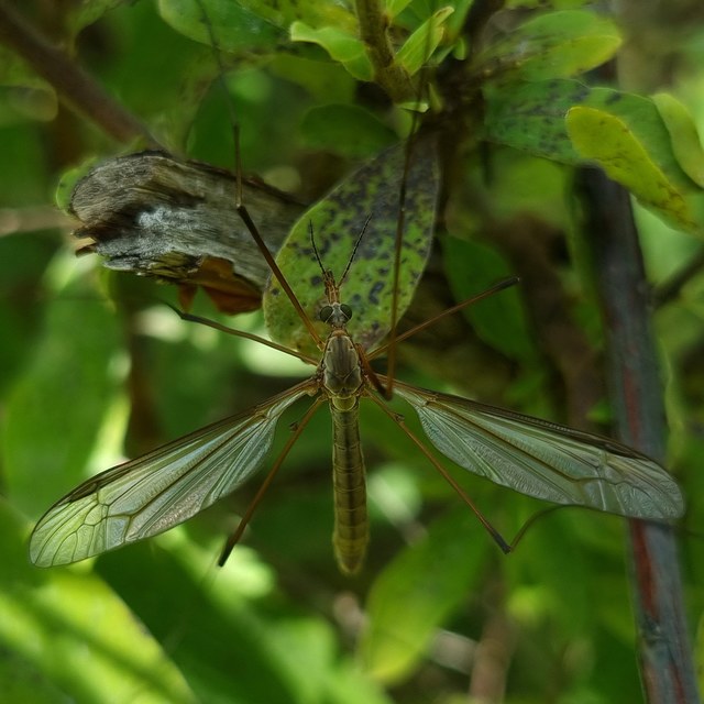 Tipula