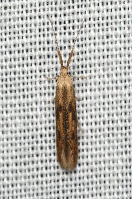 Coleophora squalorella - mocskos zsákosmoly