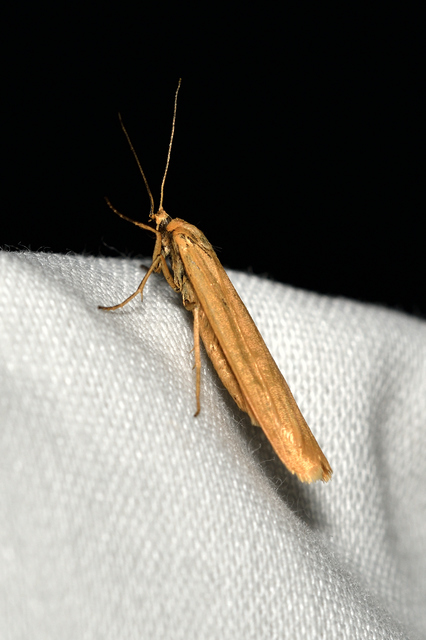 Eilema lutarella - narancsszínű zuzmószövő