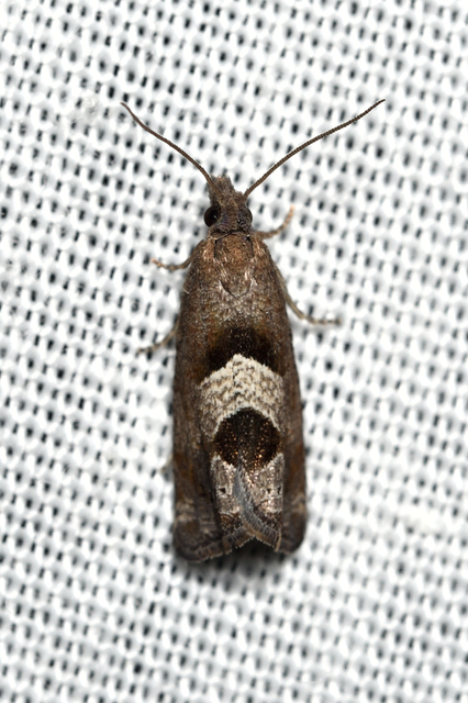 Epiblema junctana - turjáni tükrösmoly