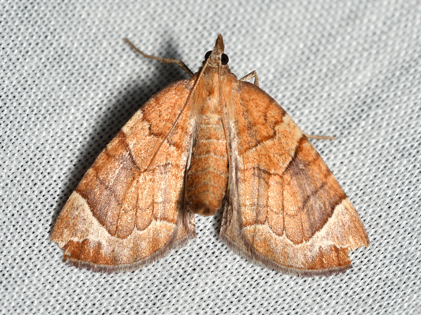 Eulithis testata - rezgőnyár-tarkaaraszoló