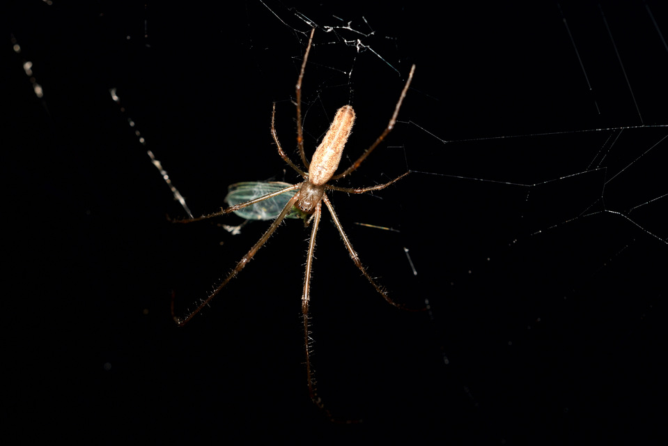 Tetragnatha