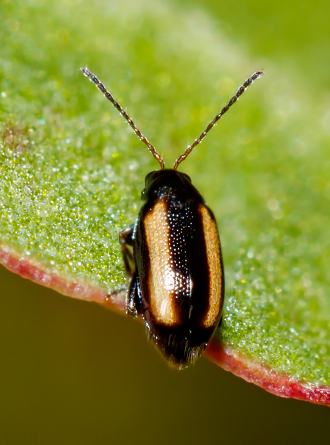 Phyllotreta vittula - muharbolha