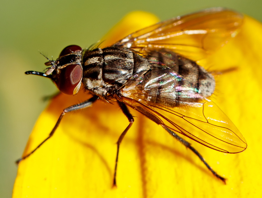 Stomoxys calcitrans - szuronyos istállólégy