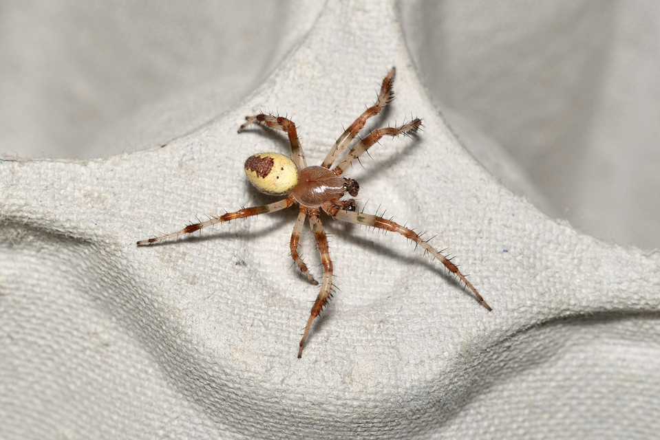 Araneus marmoreus - márványos keresztespók