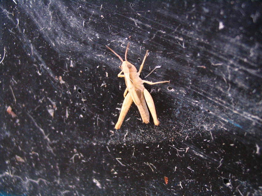 Chorthippus (Glyptobothrus) (subgenus)