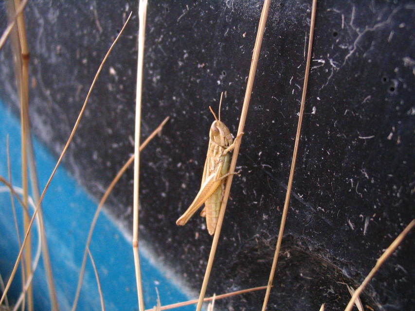 Euchorthippus declivus - rövidszárnyú rétisáska