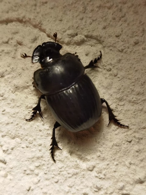 Copris lunaris - közönséges holdszarvú-ganéjtúró