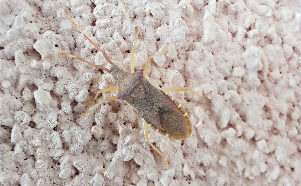 Gonocerus acuteangulatus - aranypetés karimáspoloska