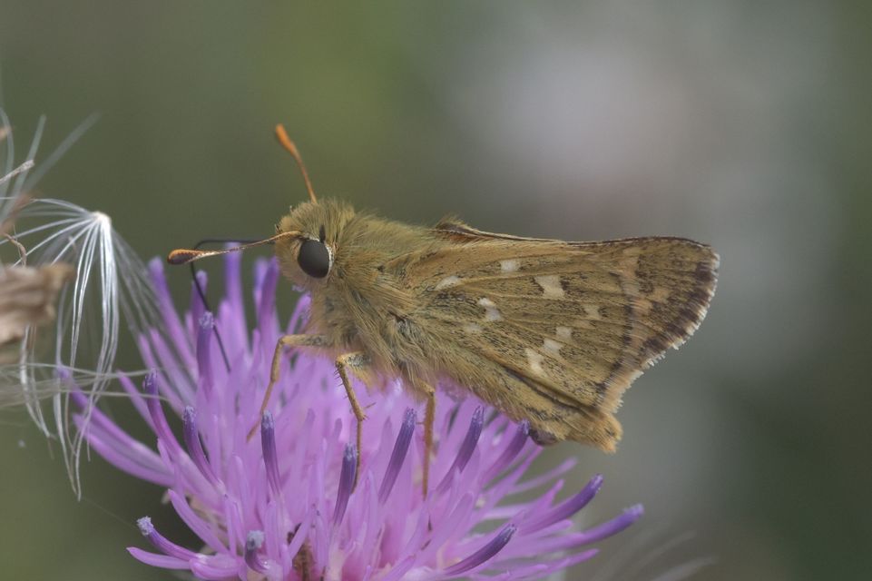 Hesperia comma - vesszős busalepke