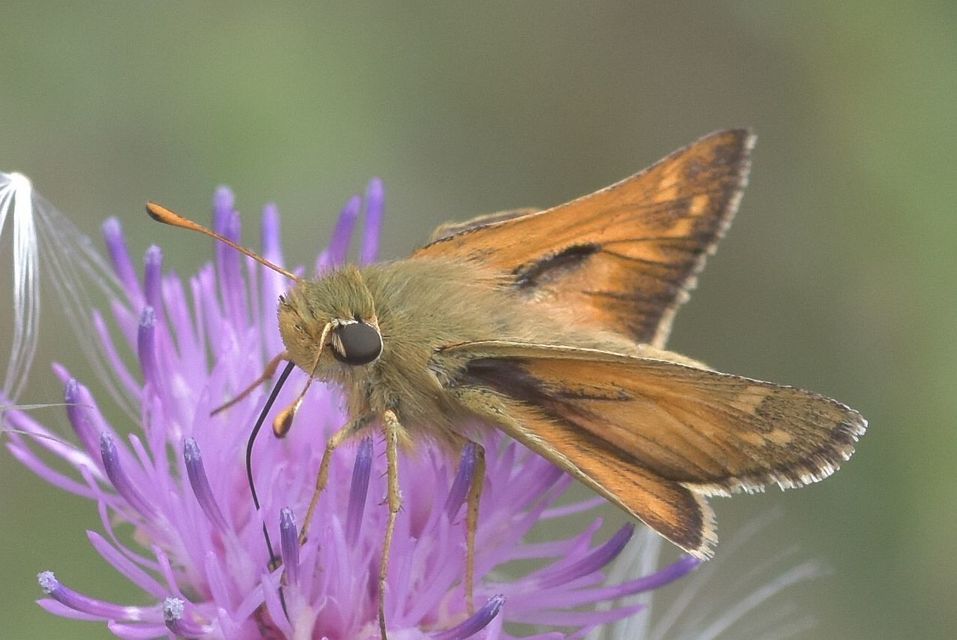 Hesperia comma - vesszős busalepke