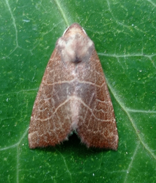 Atethmia ambusta - körtebagoly