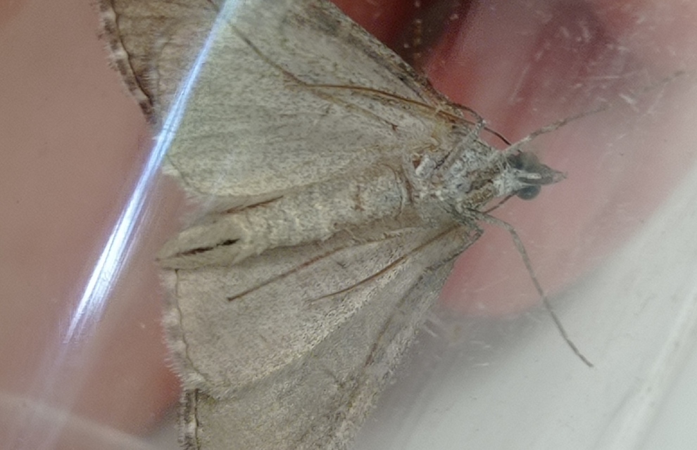 Aplocera plagiata - szürke csíkosaraszoló