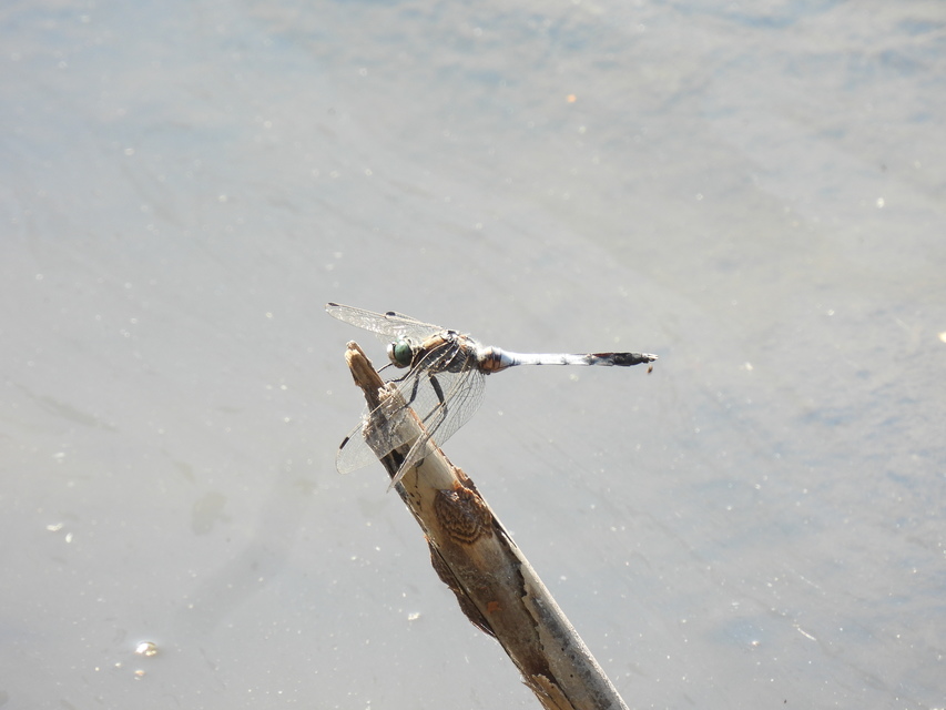 Orthetrum albistylum - fehérfarkú pásztorszitakötő