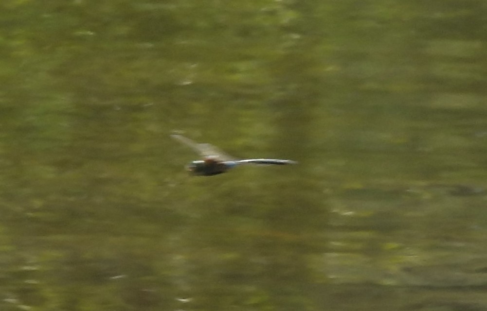 Anax parthenope - barna óriásacsa