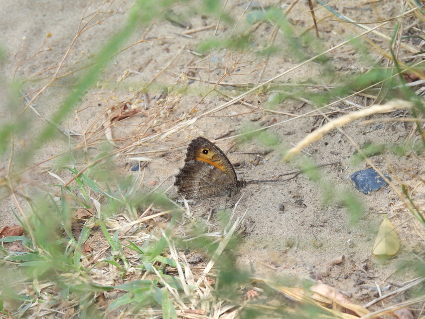 Arethusana arethusa - közönséges szemeslepke