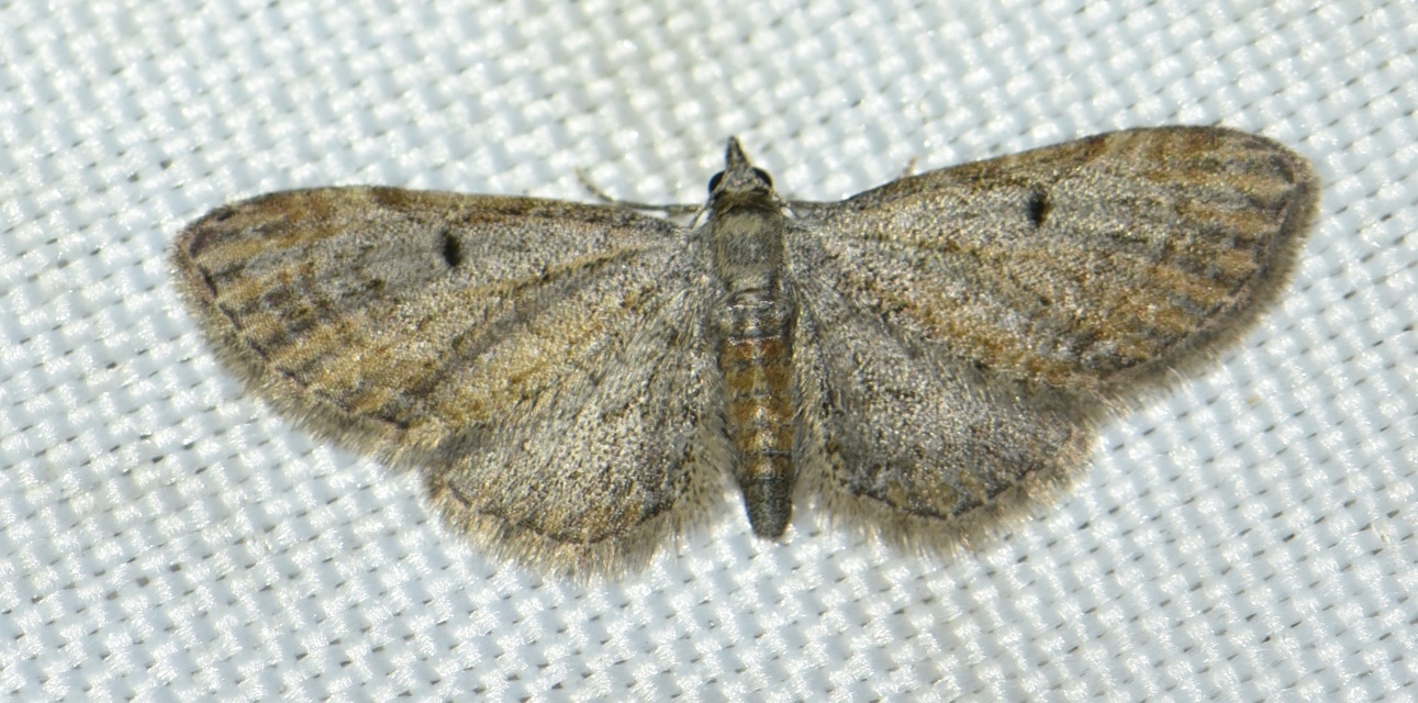 Eupithecia tenuiata - sötétszegélyű törpearaszoló