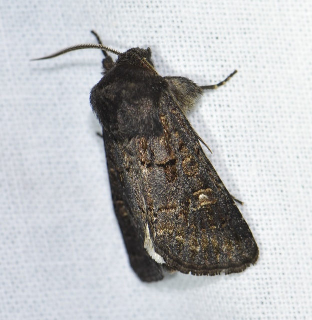 Tholera cespitis - sötét fésűsbagoly