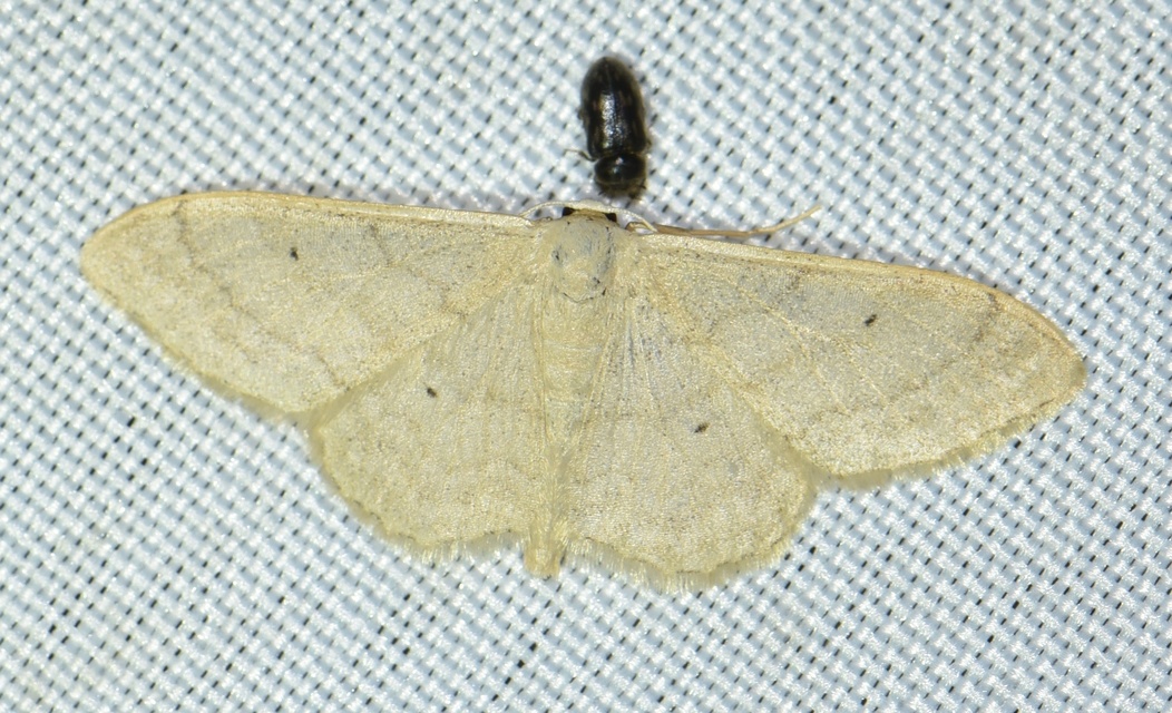 Idaea straminata - szalmasárga sávosaraszoló
