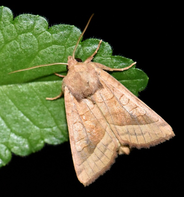 Hydraecia micacea - csillogó acsalapubagoly