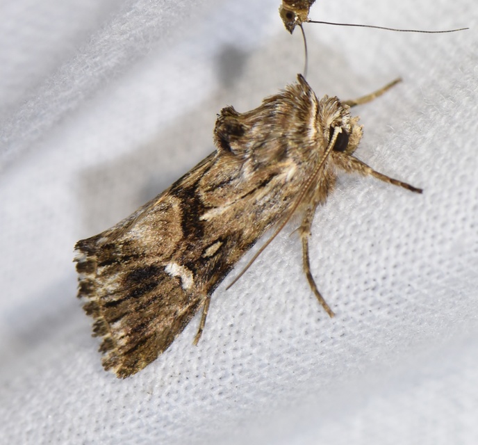Calophasia lunula - gyújtoványfű-apróbagoly