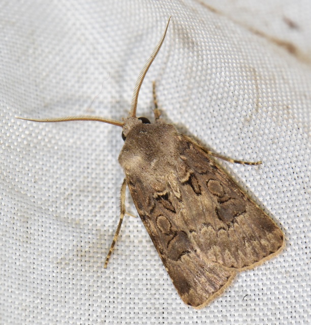 Agrotis bigramma - kétjegyű földibagoly