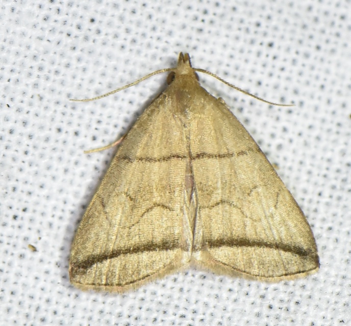 Herminia grisealis - ligeti karcsúbagoly