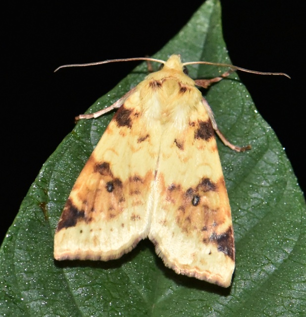 Cirrhia icteritia - nyárfa-sárgabagoly