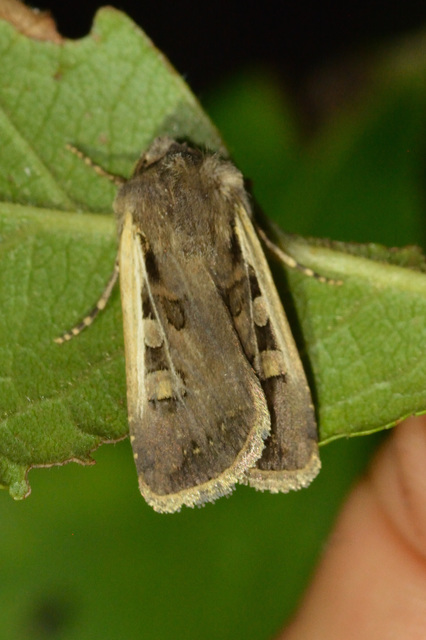 Euxoa hastifera pomazensis - szegélysávos földibagoly