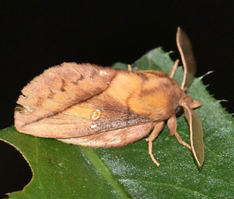 Euthrix potatoria - szomjas pohók