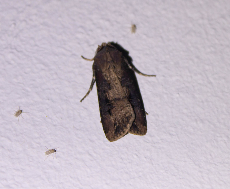 Agrotis ipsilon - nagy földibagoly