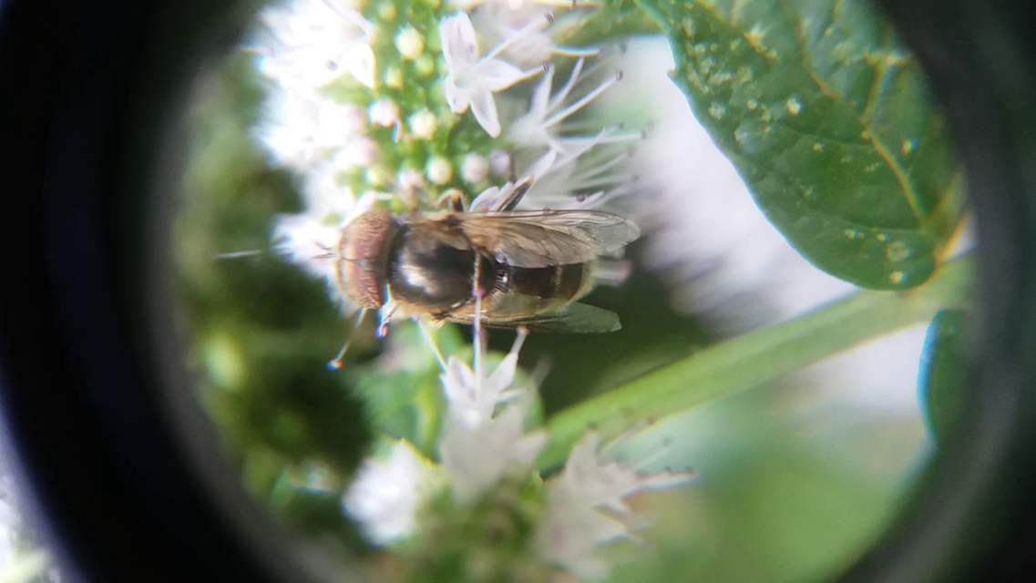 Eristalinus aeneus - bronzos foltosszeműlégy