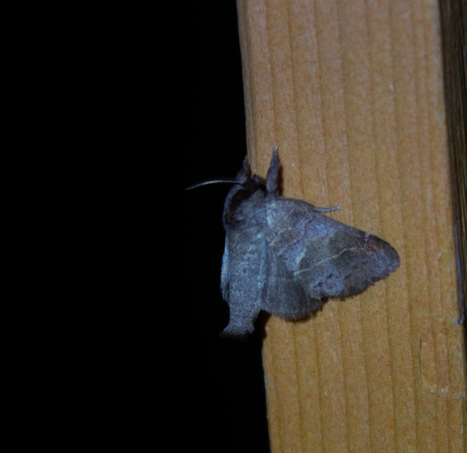 Clostera pigra - apró levélszövő