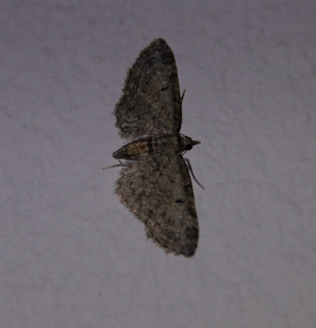 Eupithecia inturbata - juhar-törpearaszoló