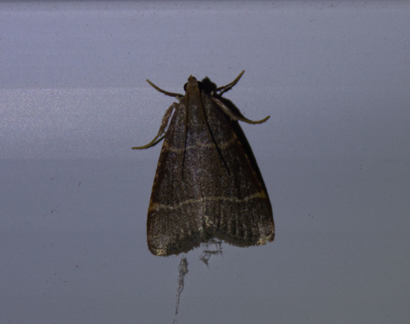 Hypsopygia glaucinalis - rezes fényilonca