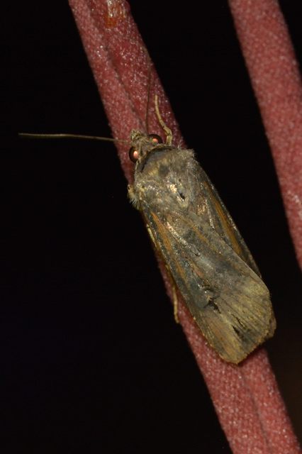 Agrotis ipsilon - nagy földibagoly