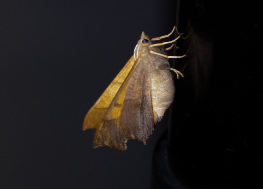 Ennomos fuscantaria - kőris-levélaraszoló