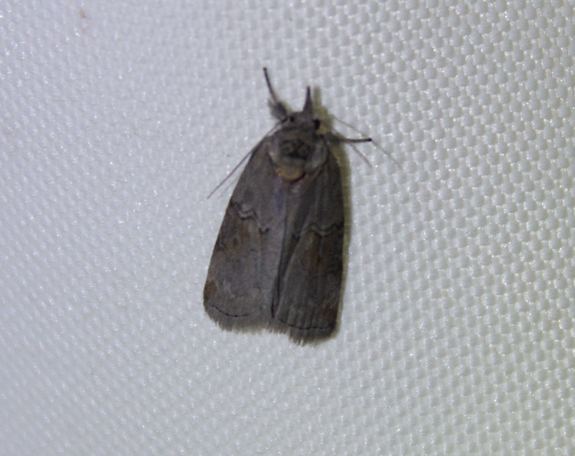 Nycteola asiatica - nyárfa-trapézbagoly