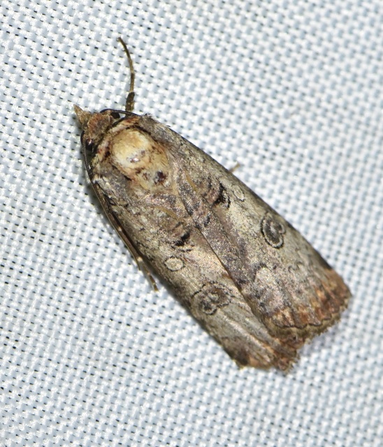 Epilecta linogrisea - karcsú sárgafűbagoly