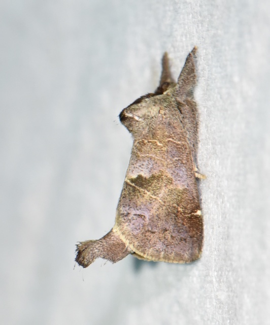 Clostera pigra - apró levélszövő