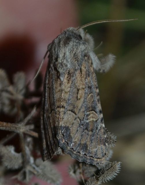 Luperina testacea - barnás szürkebagoly