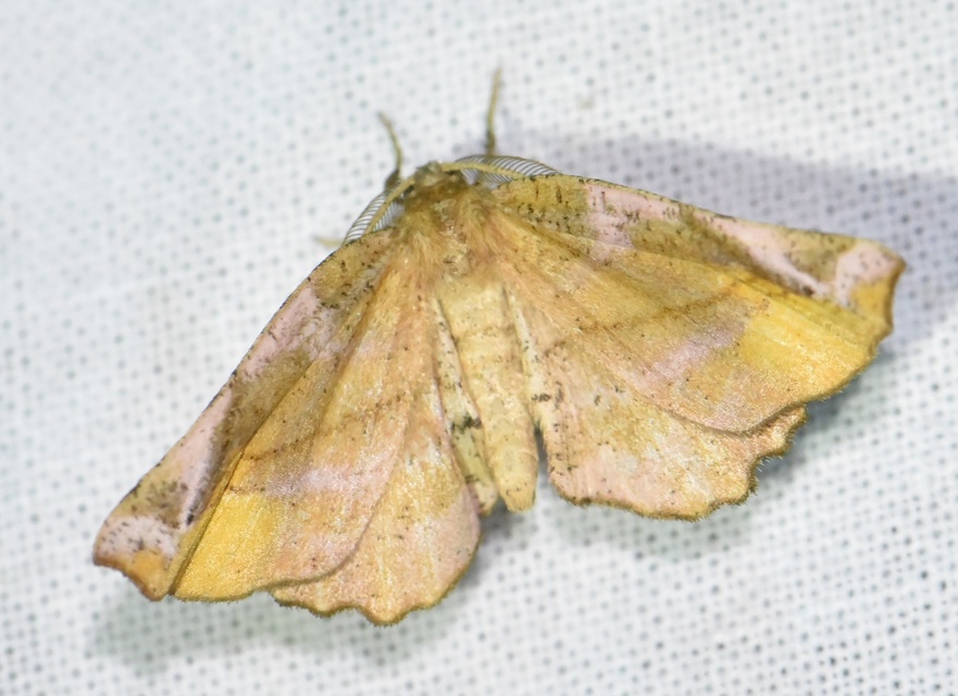 Apeira syringaria - orgona-araszoló