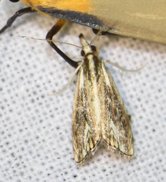 Catoptria verellus - kormos fűgyökérmoly