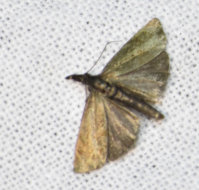 Platytes cerussella - törpe fűgyökérmoly
