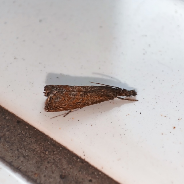 Platytes cerussella - törpe fűgyökérmoly