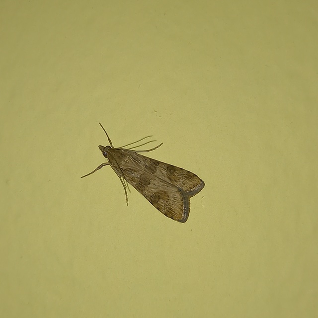Nomophila noctuella - közönséges vándormoly
