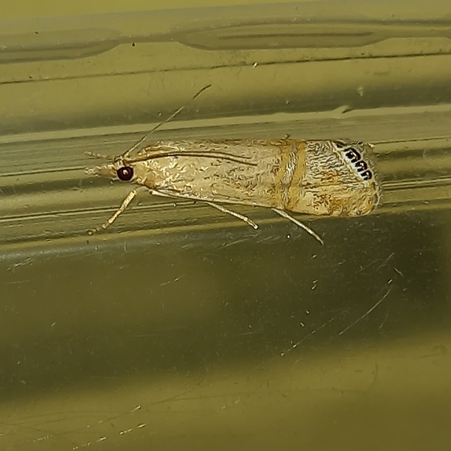 Euchromius ocellea - ezüstcsíkos mozaikmoly