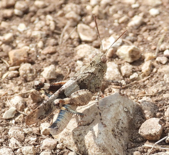 Oedipoda caerulescens - kékszárnyú sáska