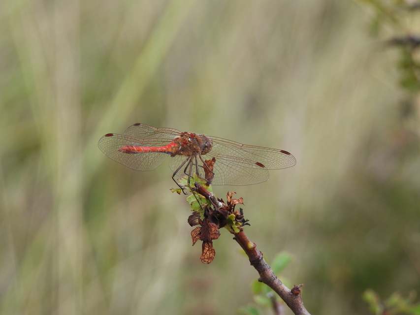 Sympetrum vulgatum - barkós katona-szitakötő